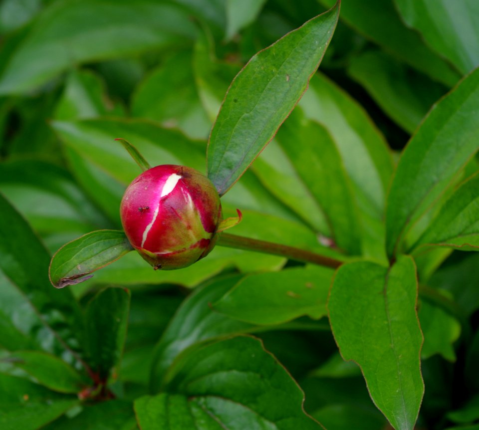 Bouton de fleur de pivoine