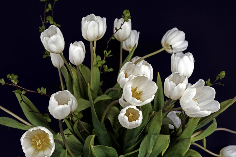 Green tulip flower flowers