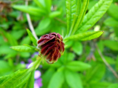 Bouton de fleur 01