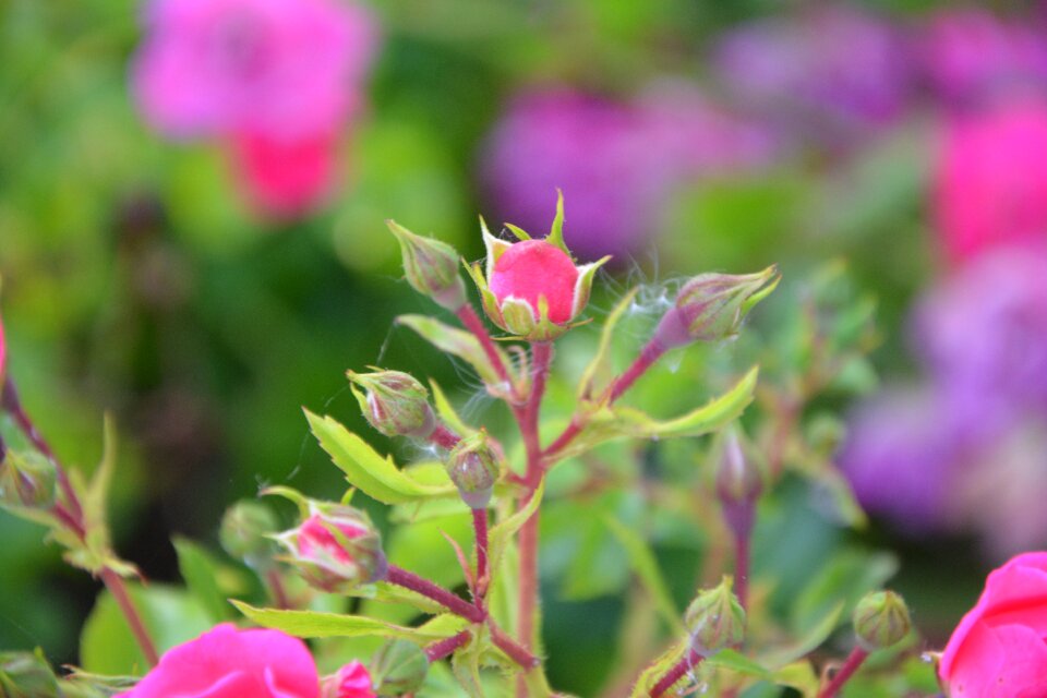 Nature garden bush