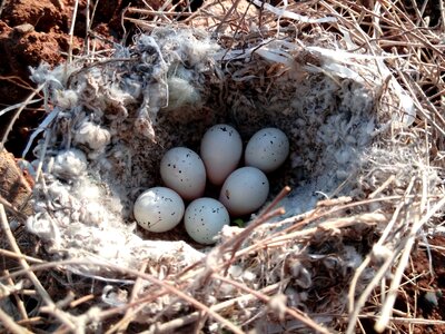 Kurdistan iraq brown egg photo