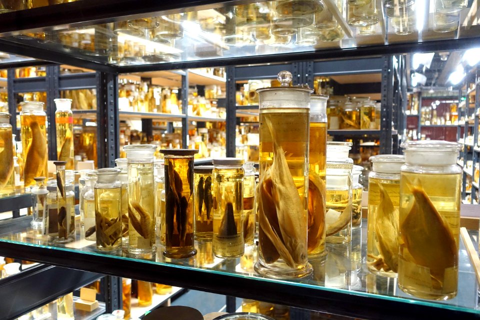 Bottled specimens - Museum fur Naturkunde, Berlin - DSC00199