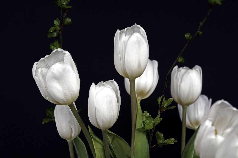 Green tulip flower flowers