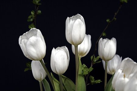 Green tulip flower flowers photo