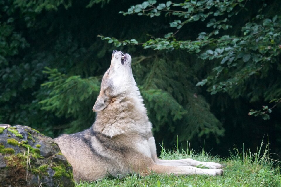 European wolf carnivores pack animal