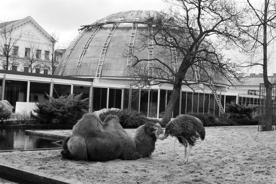 Bouw Zeiss Planetarium Artis, Bestanddeelnr 934-1813