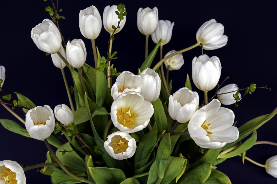 Green tulip flower flowers