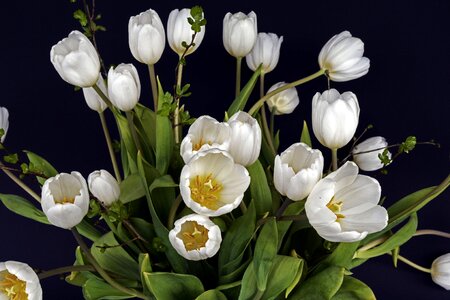 Green tulip flower flowers