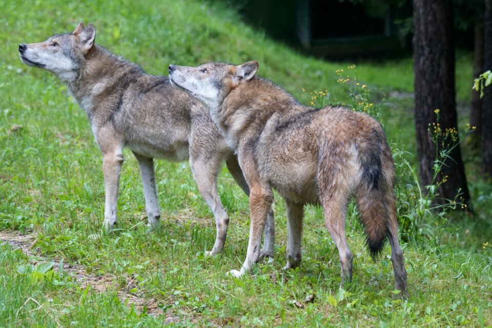 Carnivores predator pack animal