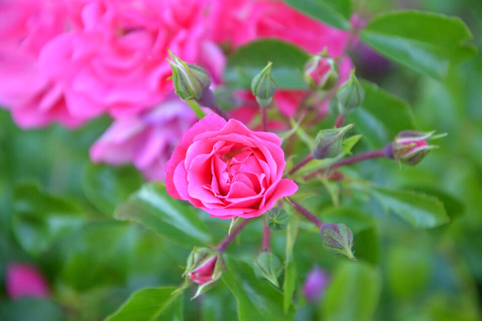 Nature garden bush