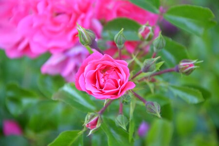 Nature garden bush