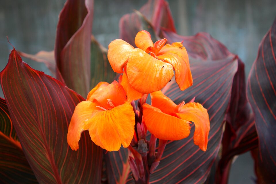 Orange petals red leafs insects
