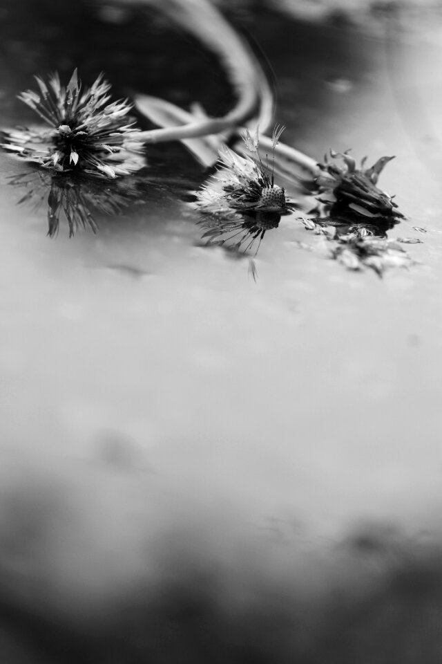Flower spring flower gray rain