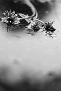 Flower spring flower gray rain