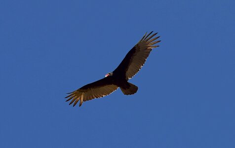 Vulture wildlife nature photo