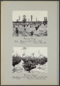 Boven Bandar Negri. No. II. Hevea-aanplant Juni 1910. Koffie-aanplant April en , Bestanddeelnr 847 04