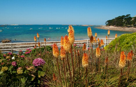 Beach bay tritome
