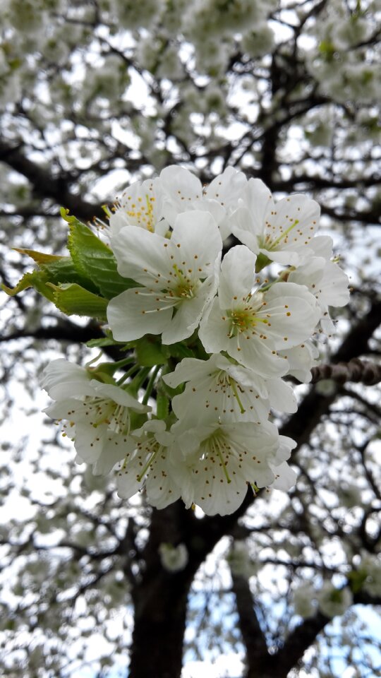 White blossom fruit tree tree