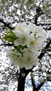 White blossom fruit tree tree photo
