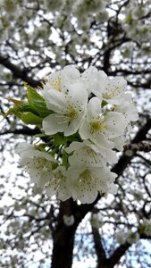 White blossom fruit tree tree