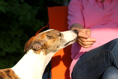 Animal friendship contact