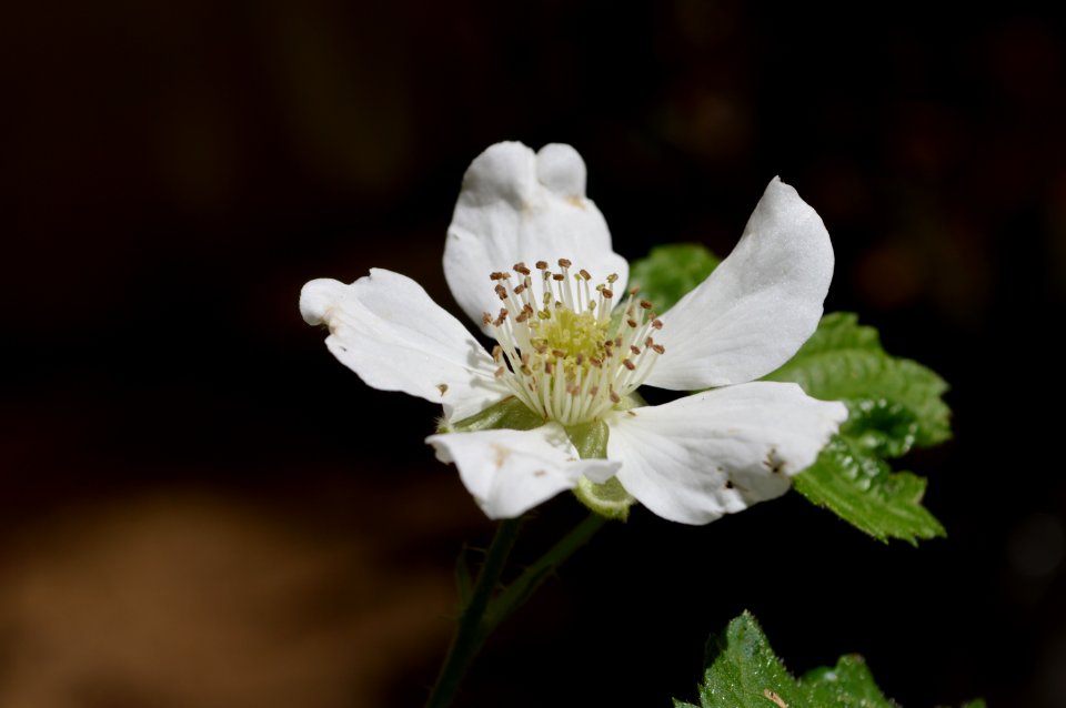 Boysenberry flower 2