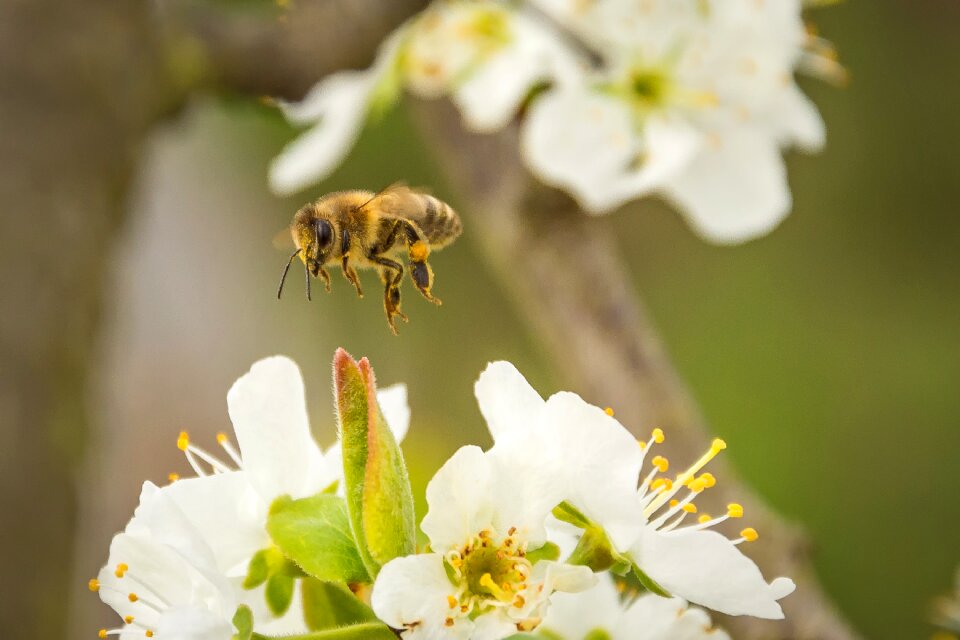 Bloom insect apis photo