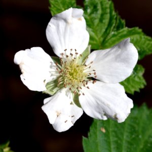Boysenberry flower