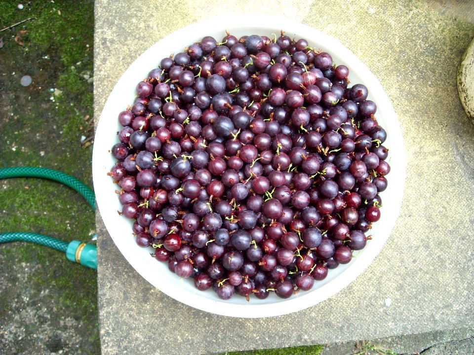 BowlOfGooseberries