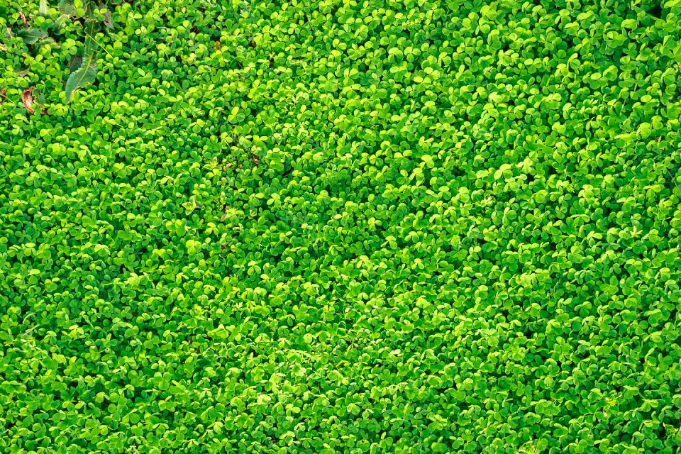 Spring nature gregarious
