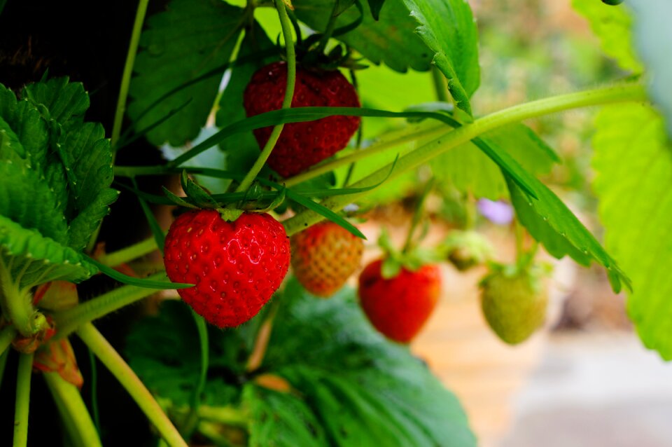 Food fresh healthy