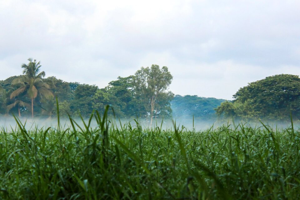 Field grass outdoor