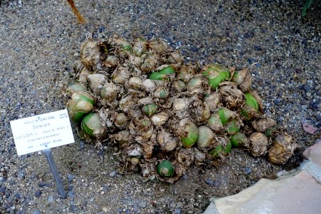 Bowiea volubilis - Botanischer Garten - Heidelberg, Germany - DSC01305