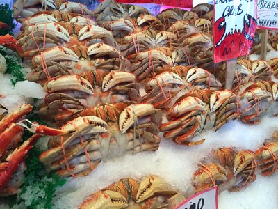 Fresh shellfish ice