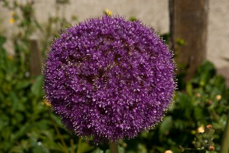 Allium garlic giant purple flower