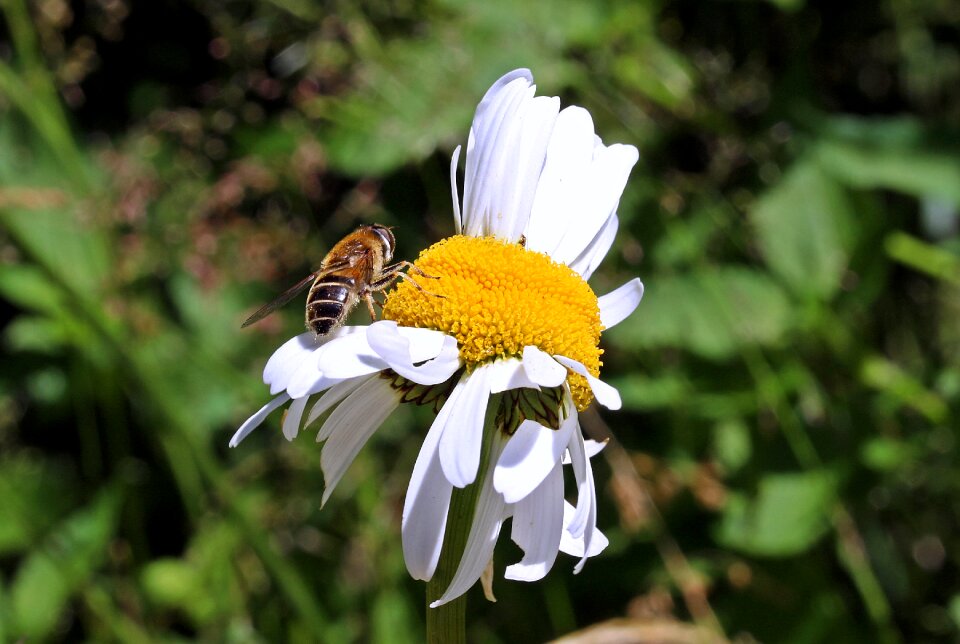 Meadow margerite blossom bloom
