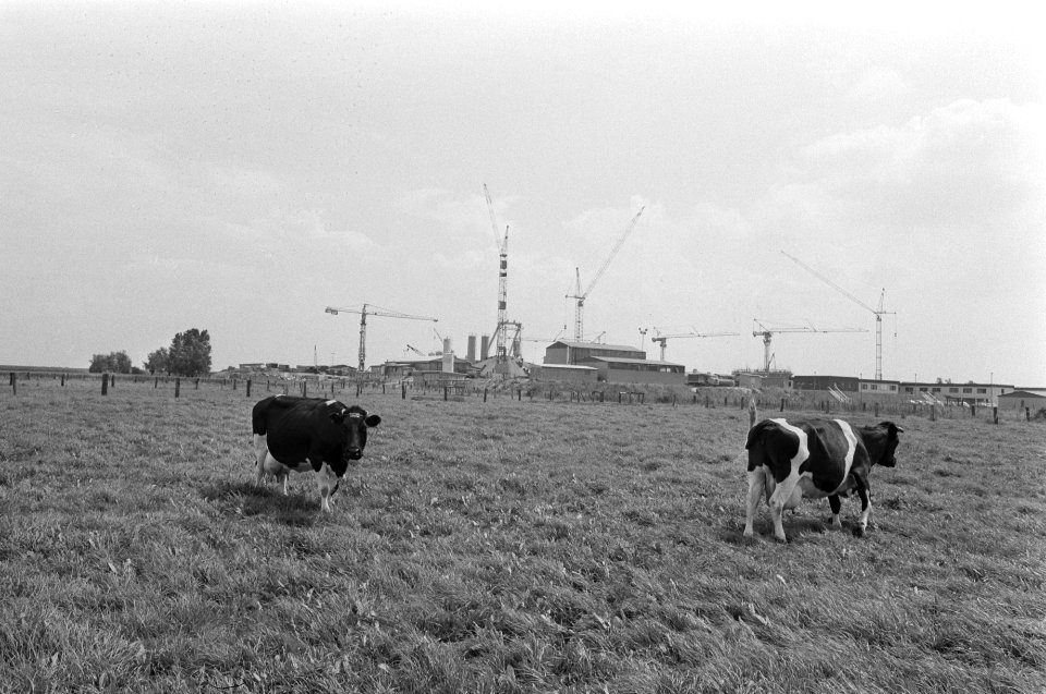 Bouw kernreactor Kalker (bij Kleef) grazende koeien en d in aanbouw zijnde kern, Bestanddeelnr 927-3317