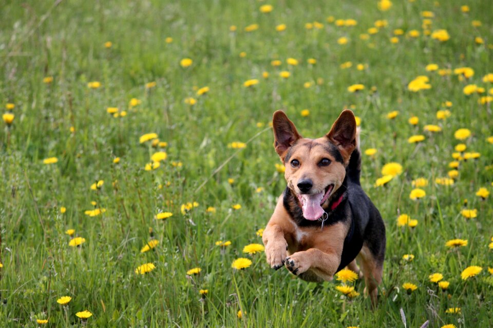 Fun action romp photo