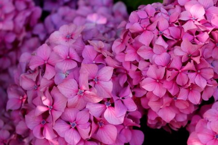 Flower pink violet photo