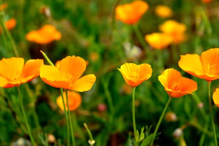 California poppy eschscholzia california flowers