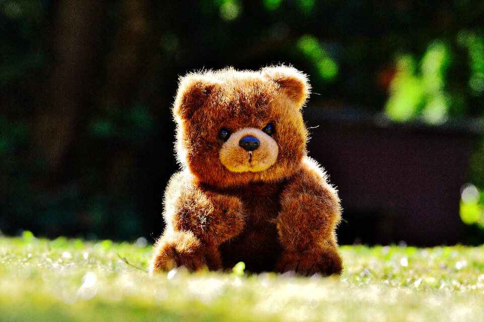 Stuffed animal teddy bear brown bear photo