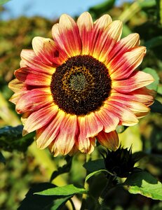 Sunflower flower of summer flower photo