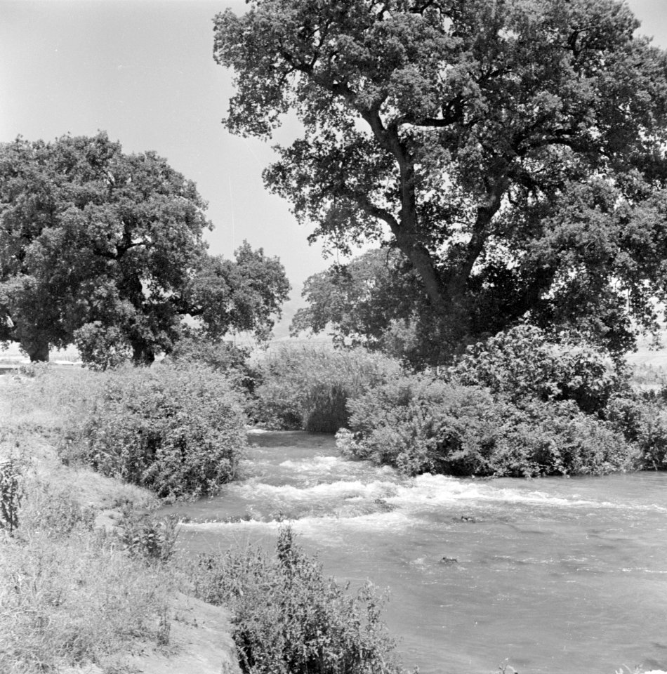 Bovenloop van de rivier de Jordaan met stroomversnelling en geboomte, Bestanddeelnr 255-0902