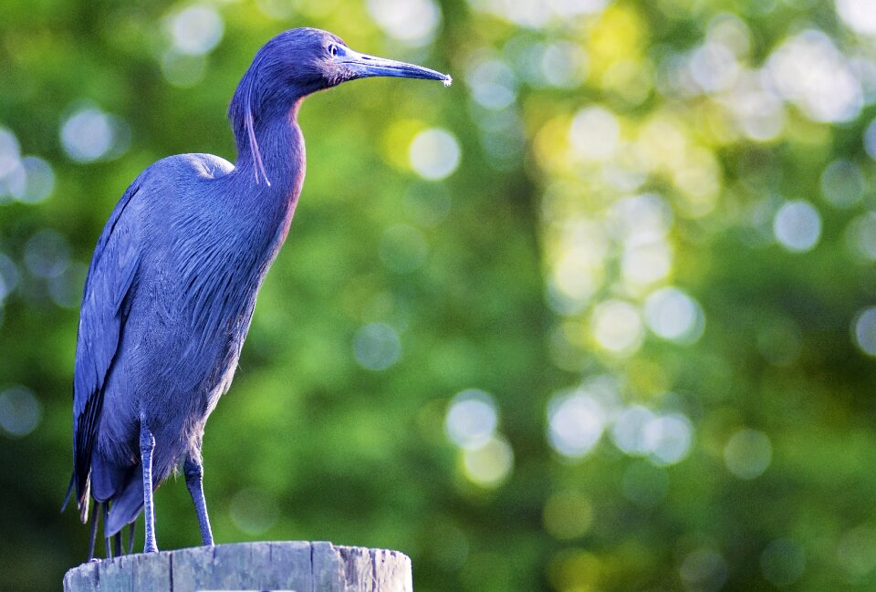 River standing feathers