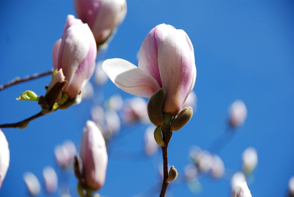 Bud pink spring