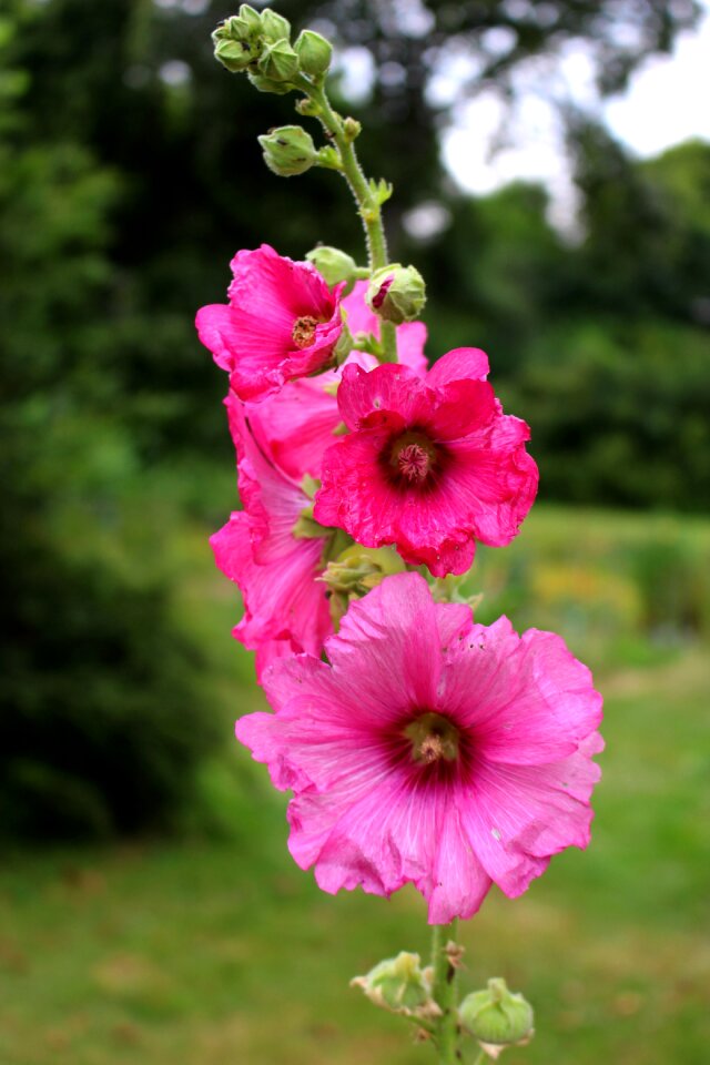 Summer flower nature
