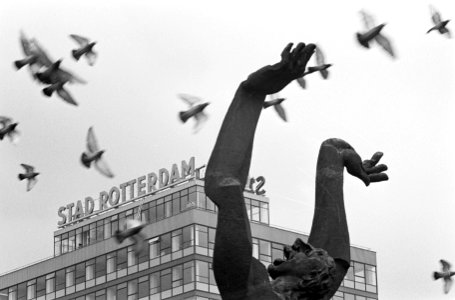 Bouw kantoorflat Stad Rotterdam met beeld van Zadkine en duiven, Bestanddeelnr 913-9927