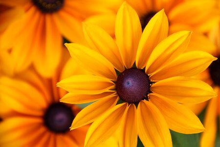 Ordinary sonnenhut basket flower greenhouse yellow