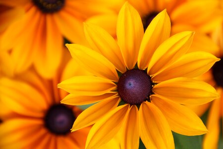 Ordinary sonnenhut basket flower greenhouse yellow photo