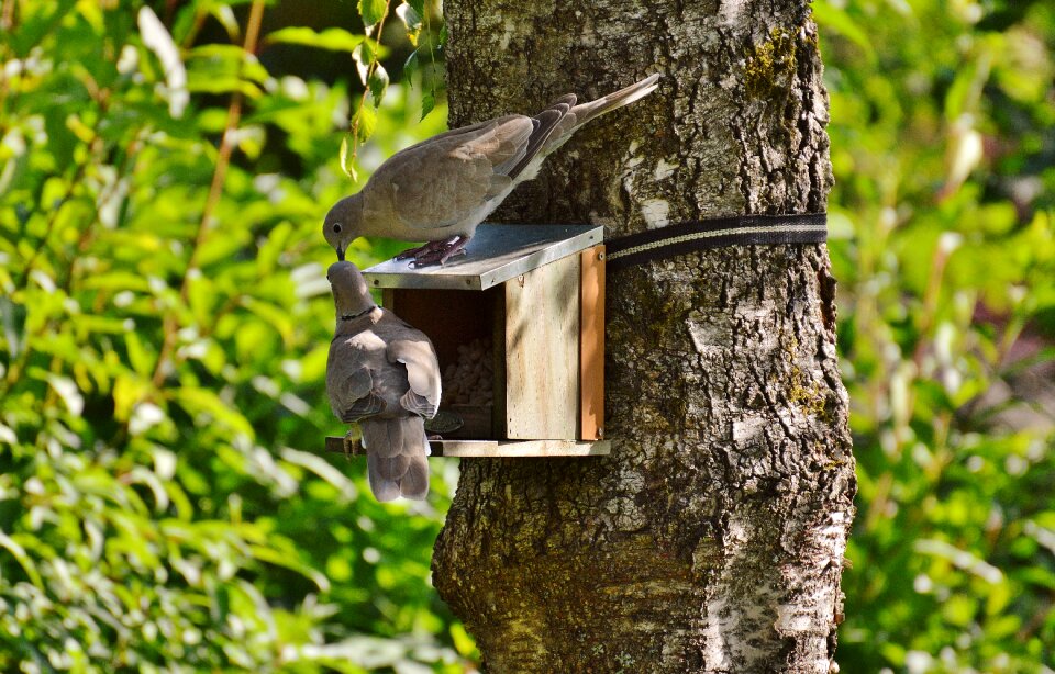 Feather flying food